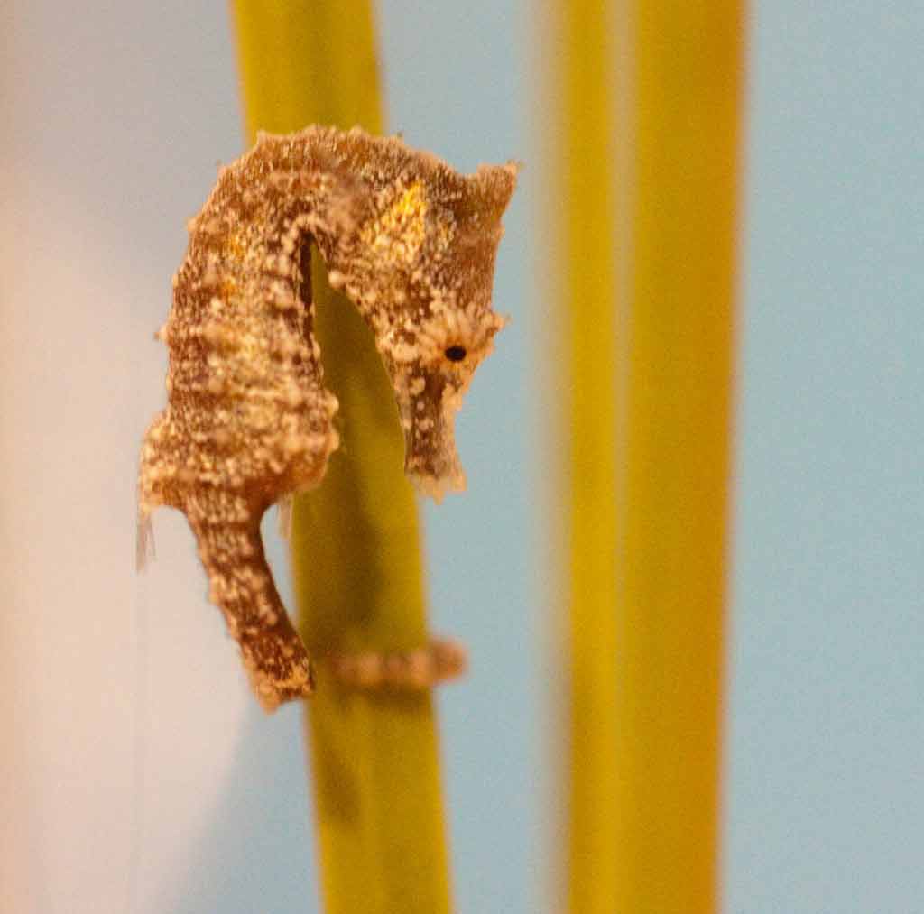 Dwarf Seahorse – Profile | Traits | Diet | Breeding | Facts - SeaFish