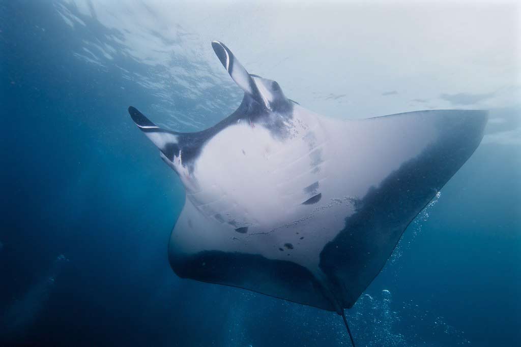 giant oceanic manta ray naval action