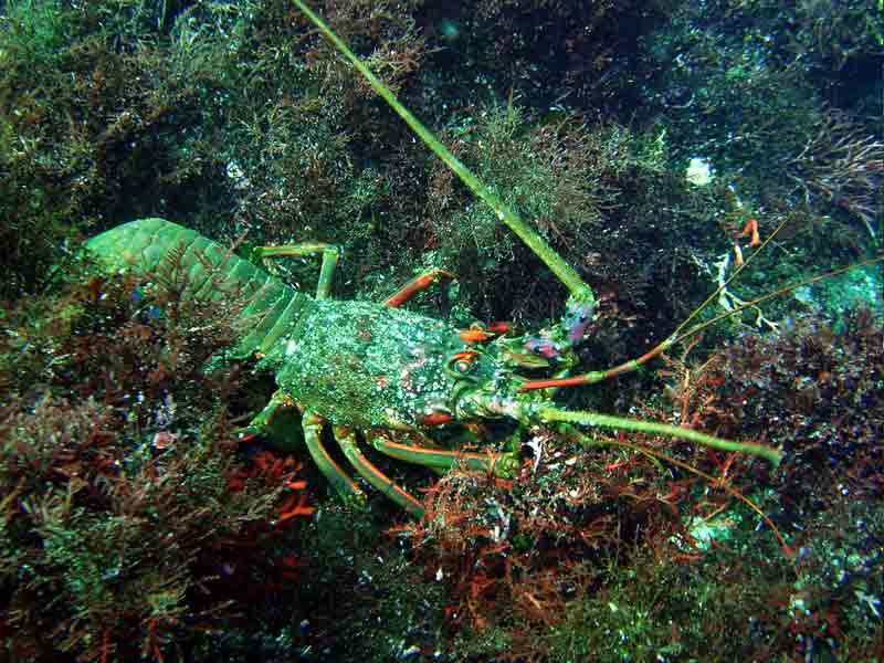 Japanese Spiny Lobster – Profile | Traits | Diet | Breeding | Facts ...