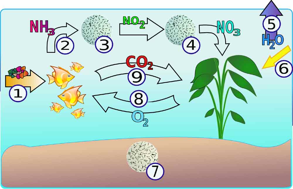 Aquarium Nitrogen Cycle - How To Speeding Up - SeaFish