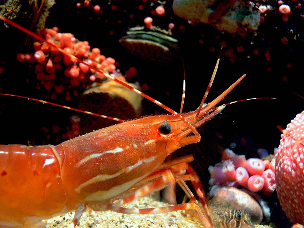 4 Vital Things To Consider About Freshwater Lobster Aquarium - SeaFish